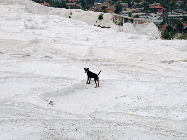 トルコ世界遺産パムッカレで遊ぶ犬